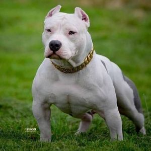 Meet your Posher, Chava